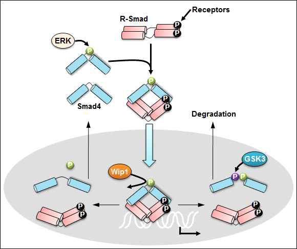 ERK와 Wip1의 작용으로 Smad4의 전사 기능과 안정성이 조절되는 모델