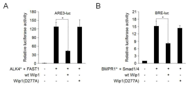 HEK293T 세포에서 Wip1은 Nodal과 BMP 신호 활성을 감소시킴. (A) ALK4* (Nodal receptor의 활성화 된 형태) 또는 (B) BMPR1* (BMP4 receptor의 활성화 된 형태)에 의해 증가된 reporter activity를 과 발현된 Wip1이 저해함. Wip1(D277A)는 TGF-β 신호 활성에 영향을 주지 못함