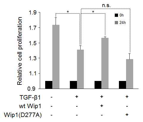 TGF-β 신호에 의한 세포의 성장 억제를 Wip1이 방해함. CCK-8 assay를 이용하여 얻은 결과. Wild-type(wt) Wip1과 달리, Wip1(D277A)는 이러한 방해효과를 나타내지 못함