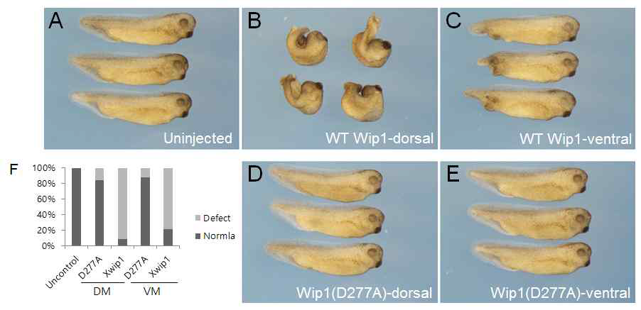 Xenopus embryo에 Wip1을 과 발현하여 얻은 표현형. 미세주입으로 Wip1 mRNA를 Xenopus 초기 배아에 과 발현시킴. (B, D) Activin/Nodal 신호가 활발한 dorsal marginal 부위에 미세주입함. (C, E) BMP 신호가 활성화된 ventral marginal 부위에 미세주입함. DM, dorsal marginal; VM, ventral marginal