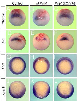 Wip1 과 발현은 TGF-β 신호 표적 유전자들의 발현을 억제함. 미세주입으로 Wip1 mRNA를 LacZ와 함께 Xenopus 초기 배아에 과 발현시키고 in situ hybridization 실험기법을 이용하여 관찰