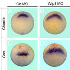 Wip1 기능 제거는 배아의 중배엽을 확장함. Co MO 또는 Wip1 MO가 미세주입 된 배아가 낭배기 초기에 이르렀을 때 in situ hybridization 실험으로 marker의 발현을 관찰함