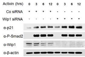 Activin 의한 p21의 발현은 Wip1 기능제거로 인해 더욱 증가됨. Co siRNA 또는 Wip1 siRNA가 처리된 HEK293T 세포를 제시된 시간 동안 Activin 신호로 자극함. P-Smad2는 활성화된 Activin/Nodal 신호의 지표로 활용함
