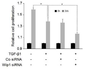 TGF-β에 의한 세포성장 억제는 Wip1의 기능 제거로 더욱 촉진됨. Co siRNA 또는 Wip1 siRNA가 처리된 HEK293T 세포를 TGF-β1 신호를 주기 전(0h)과 후 (24h)에 수집하여 CCK-8 assay를 수행함