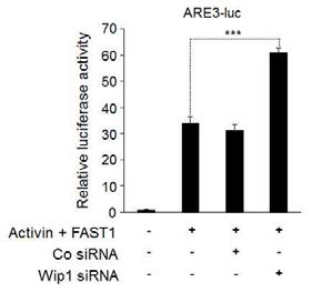 HEK293T 세포에서 Wip1의 기능 제거는 activin 신호 활성을 촉진시킴. Lucifera assay 결과로서 Activin에 의한 reporter activity는 Wip1 siRNA에 의해 촉진됨