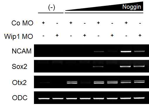BMP 신호 억제자인 noggin에 의해 유도된 neural marker의 발현은 Wip1의 기능 제거로 감소됨. Xenopus 배아의 animal cap 조직을 이용한 RT-PCR 실험. (-), Noggin mRNA를 미세주입하지 않음