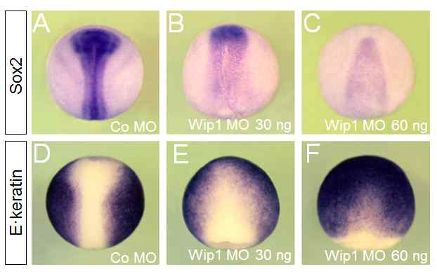 Wip1의 기능제거로 신경조직 형성을 방해하고 상피조직 형성을 촉진함. Neurula stage의 Xenopus 배아를 이용하여 in situ hybridization 실험을 수행. (A-F)의 배아는 머리가 위로 향하여 등면을 보이게 배열됨