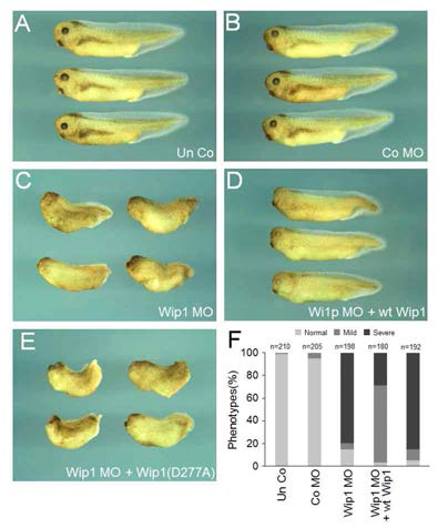 Wip1의 기능 제거로 인한 배아의 표현형 변화. (A-E) Co MO, Wip1 MO, wt Wip1 및 Wip1 (D277A) mRNA를 Xenopus 초기 배아 marginal zone에 미세주입하고, 올챙이 단계까지 배양함. 배아는 머리가 왼쪽으로 측면 보기로 배열됨. (F) (A-E)에서 보여준 표현형을 계량화 한 것. 심각한 결함은 소두증, 짧아지거나 꼬인 체축, 눈손실을 포함. 경미한 결함은 비정상적인 눈을 가질 뿐 정상적인 체축을 가진 것을 의미함