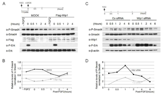 Wip1은 Smad4의 Thr277 인산화를 조절함. (A) HEK293T 세포에 MOCK 또는 Wip1-Flag을 발현시킴. FGF2를 1시간 동안 처리한 후, U0126 (MEK1/2 저해제)을 표시된 시간 동안 처리함. Western blotting 실험을 통하여 관찰함. (C) HEK293T 세포에 Co siRNA 또는 Wip1 siRNA를 transfection 시킴. 표시된 시간 동안 FGF2를 처리하고 세포를 수집함. (B)와 (D)는 각각 (A)와 (C)의 western blotting 결과를 수치화 한 것임