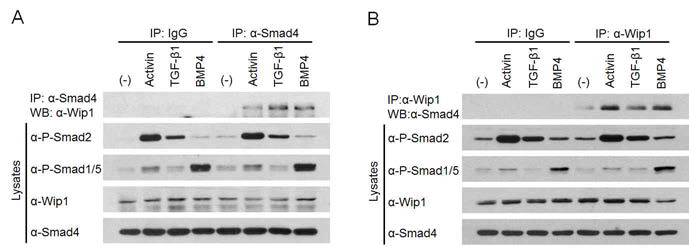 Wip1은 세포내에서 신호 의존적으로 Smad4와 결합함. Activin, TGF-β1 또는 BMP4로 1시간 동안 자극되거나 그렇지 않은 HEK293T 세포의 lysates를 anti-Smad4 항체로 Immunoprecipitation(IP) 시킨 후 anti-Wip1 항체로 Westen blotting 실험을 하거나(A) 또는 그 반대로 실험을 수행함(B). (-), 단백질 리간드 처리 없음. IgG, 대조군 IgG