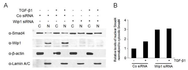 Wip1은 Smad4의 핵 축적에 부정적인 영향을 미침. (A) HEK293T 세포를 Co siRNA 또는 Wip1 siRNA로 transfection시킨 후 48 시간 후에 TGF-β1을 1 시간동안 처리하고 핵과 세포질을 각각 분리하여 western blotting 수행함. C, 세포질; N, 핵. (B) 핵 내 Smad4 단백질의 양적 변화를 정량화함