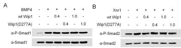 Wip1은 Smad1과 Smad2의 C-말단 인산화에 영향을 주지 않음. 미세주입으로 wt Wip1 (0.4, 1 ng)과 Wip1(D277A) (0.4, 1 ng) mRNA를 Xenopus 초기 배아에 과 발현시킴. Xnr1과 BMP4 신호 각각에 의해 유도된 Smad2와 Smad1 단백질의 인산화의 변화를 Western blotting 실험으로 관찰함. Smad1과 Smad2 단백질은 loading control