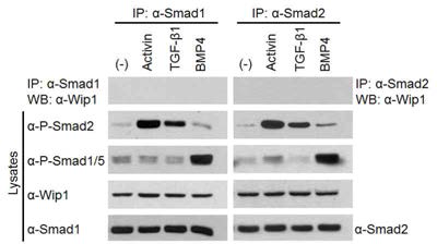 Wip1은 세포내에서 Smad1 혹은 Smad2와는 결합하지 않음. Activin, TGF-β1 또는 BMP4로 1시간 동안 자극되거나 그렇지 않은 HEK293T 세포의 lysates를 anti-Smad1 또는 anti-Smad2 항체로 IP 시킨 후 anti-Wip1 항체로 Westen blotting 실험을 수행함