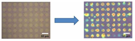 5 µm 의 결함부분을 고분자로 채우는 공정을 개발