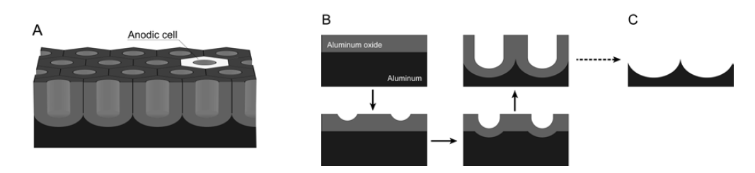 나노반사렌즈 어레이 가공을 위한 전기화학적 처리에 대한 개략적 모식도 A. 양극산화에 의해 생산된 나노다공성 알루미늄의 구조, B. 양극산화에 의한 알루미늄 나노 실린더 형성의 모식도. C. 알루미늄 양극산화에 의해 생성된 산화피막 제거 후 가공된 나노렌즈 어레이
