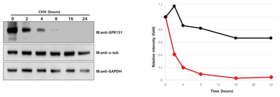 GPR151 protein의 안정성 확인. DRG 신경세포 배양체에 cycloheximide를 처리하여 새로운 단백질의 합성을 막고, 남아있는 단백질의 half-life를 측정함