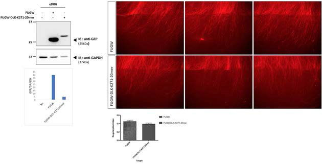 DLK_peptide K271_20mer 과발현에 의해 신경재생 능력이 저해됨