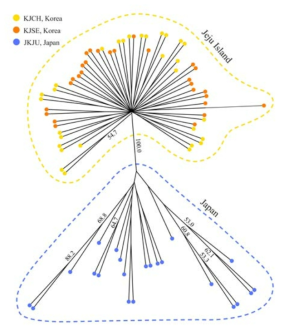 제주와 일본에서 채집된 백서향 3집단에 대한 NJ tree