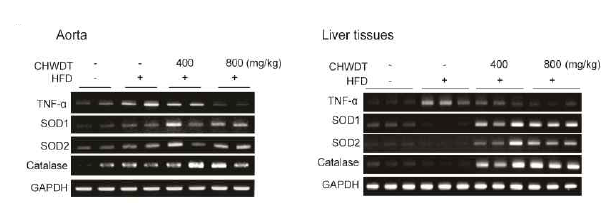 Effect of CHWDT on TNF-α, SOD1, SOD2 and catalase mRNA expression in Apoe-/- mice