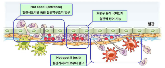 [보고서]염증발생 조직내 호중구의 혈관외 유출과정에서 호중구 유래 극미립자의 기능 연구