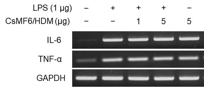 Neutralizing effect of CsMF6/HDM in LPS-induced inflammatory response. Transcriptional activities of IL-6 and TNF-α were measured in RAW 264.7 cells, which were treated with the mixture of CsMF6/HDM (1 to 5 μg) and LPS (1 μg)