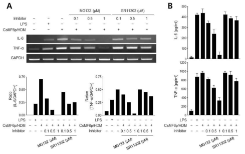 Effect of NF-kB and AP-1 inhibitors on the expression of TNF-α and IL-6 in RAW 264.7 cells stimulated with CsMF6/HDM. (A) RAW 264.7 cells were pretreated with different concentration (0.1, 0.5, 1.0 μM) of NF-κB inhibitor (MG132) or AP-1 inhibitor (SR11302) for 3 h, and the cells were then incubated with CsMF6/HDM (10 μg) and LPS (0.5 μg) for 12 h. The cells were harvested and the expression levels of TNF-α and IL-6 were analyzed by RT-PCR. Graphs show the densitometric ratios of TNF-α and IL-6 to GAPDH. (B) ELISA analysis. Cytokine production profiles were analyzed by quantitative ELISA