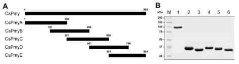 Determination of the CsPmy regulatory element in the CsPmy. (A) Schematic diagram of CsPmy fragments for expression. (B) Expression of recombinant CsPmy fragments. Lane 1, CsPmy; lane 2, CsPmyA; lane 3, CsPmyB; lane 4, CsPmyC; lane 5, CsPmyD; lane 6; CsPmyE