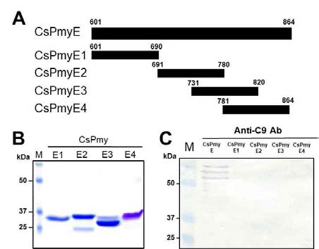 Determination of the CsPmyE regulatory element. (A) Schematic diagram of CsPmyE fragments for expression. (B) Expression of recombinant CsPmyE fragments.(C) The binding activity of CsPmyE fragment to complement 9 was determined by immunoblot