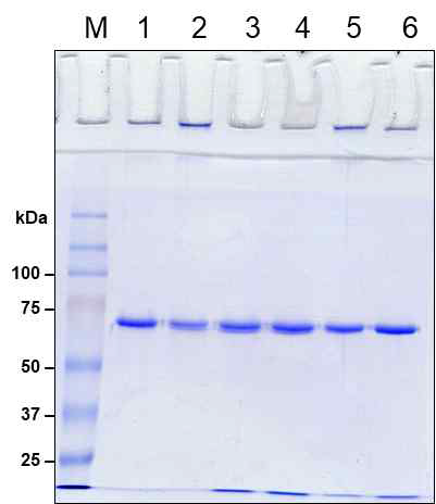 Binding of recombinanat CsPmy E2, E3 to complement 9. Lane 1, C9 NC; lane 2, C9 PC; lane 3, C9 + CsPmyE2(2 ug);lane 4, C9 + CsPmyE2(4 ug);lane 5, C9 + CsPmyE3(2 ug), lane 6; C9 + CsPmyE2(4 ug)