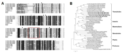 Sequence aligment and phylogenetic analysis of CsCBs. (A) Multiple sequence alignment, (B) Phylogenetic analysis