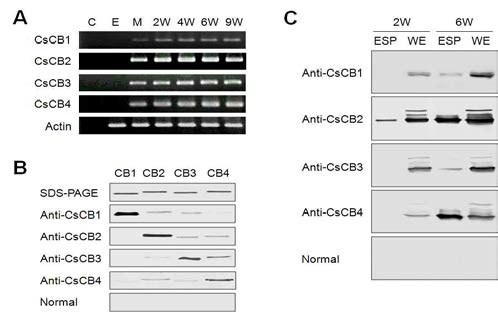 Expression pattern of CsCBs. (A) RT-PCR, (B) Western blot analysis,(C) Developmetal expression