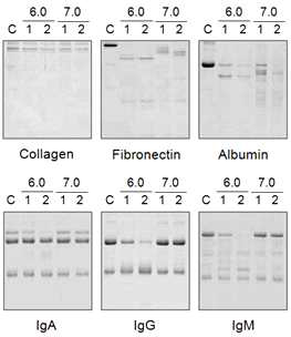 Degradation of various human proteins by CsCBs