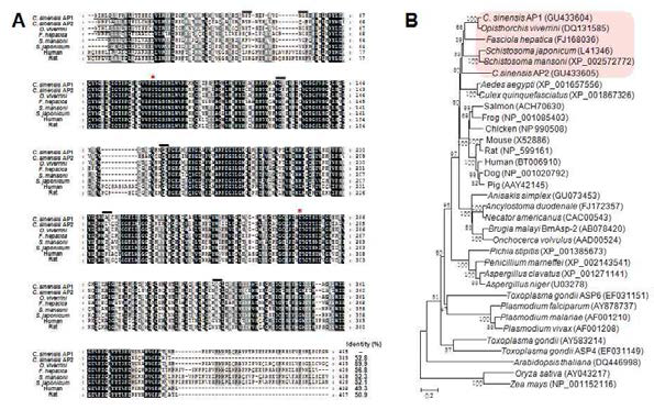 Multiple sequence aligment and phylogenetic analysis of CsAP2. (A) Multiple sequence alignment, (B) Phylogenetic analysis