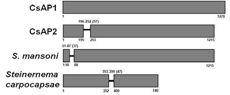 Genomic DNA structure of CsAP2