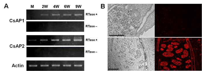 Expression pattern and localization of CsAP2