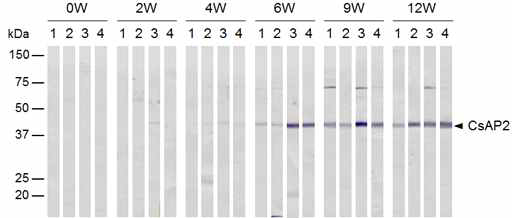 Antigenic property of CsAP2