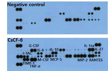 Mouse cytokine antibody array analysis