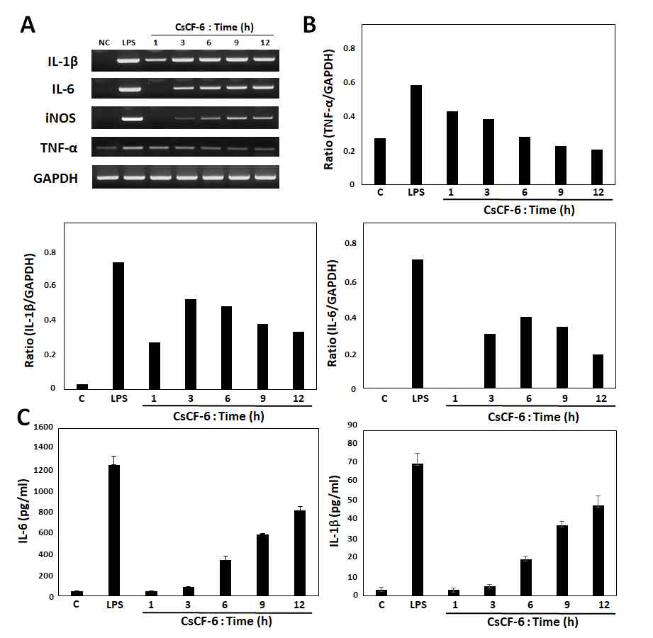 CsCF-6 induces IL-1β, IL-6, iNOS and TNF-α expressions in RAW 264.7 cells. (A) RT-PCR analysis of IL-1β, IL-6, iNOS and TNF-α mRNA expression in RAW 264.7 cells. (B) Quantitative analysis of IL-1β, IL-6 and TNF-α relative to GAPDH. (C) ELISA
