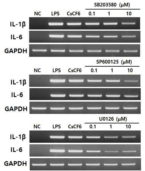 Effect of p38, JNK, and ERK inhibitors on the expressions of IL-1β and IL-6 in RAW 264.7 cells stimulated with CsCF-6