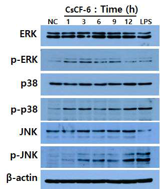 Activation of MAPK pathway in RAW 264.7 cells by CsCF-6