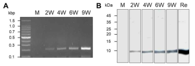 Expression pattern of CsMF6/HDM. (A) Transcriptional profiles of CsMF6/HDM genes at various developmental stages of C. sinensis. (B) Immunoblot. Each developmental stage of C. sinensis worm extract was proved with anti-CsMF6/HDM antibody. M, metacercariae; 2W, 2-week-old juveniles; 4W, 4-week-old adults; 6W, 6-week-old adults; 9W, 9-week-old adult worm and Re; Recombinant CsMF6/HDM