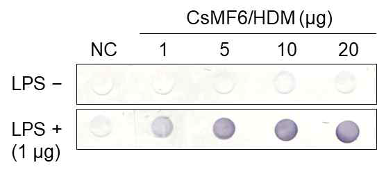 LPS-binding assay. Serial concentrations of CsMF6/HDM (1 to 20 μg) were incubated with LPS (1 μg) coated or non-coated blot and proved with anti-CsMF6/HDM