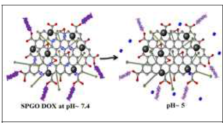 Schematic illustration of the pH dependent DOX release from the hybrid system