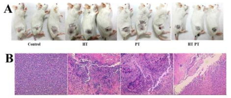 In vivo anticancer studies: A) Photograph showing the tumoricidal efficacies exhibited by the treatment groups compared to control