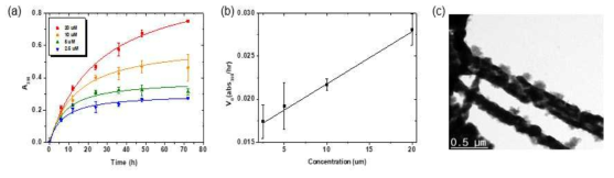 (a) 아밀로이드 구조체의 농도에 따른 폴리도파민의 합성 및 시간별로 350nm에서 흡광도 측정후 피팅한 그래프. (b) 아밀로이드 응집체 농도별로 초기반응속도 변화. (c) 아밀로이드-PDA 응집체의 3일째 TEM 사진