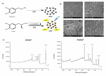 (a) Synthetic procedure for the preparation of eumelanin-type nanoparticle (EMNP) and pheomelanin-type nanoparticle(PMNP). (b) SEM images of NP. (c) XPS of NP