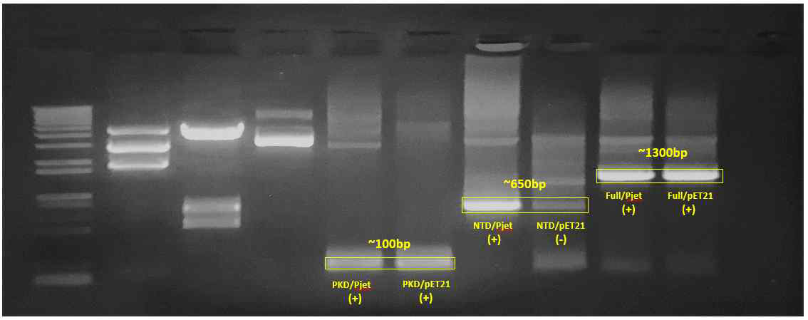cloning 된 plasmid가 성공적으로 transformation되었음을 나타내는 colony PCR 결과