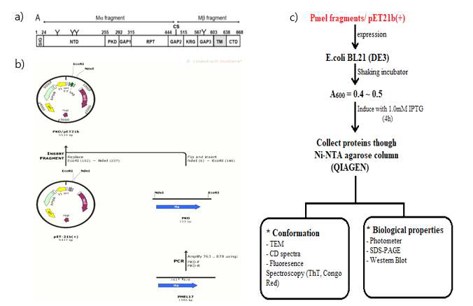 (a) Pmel17 구조. (b) Pmel17 유전자에서 유래한 기능적 PKD 서열의 클로닝 과정. (c) sequence 발현 개략도