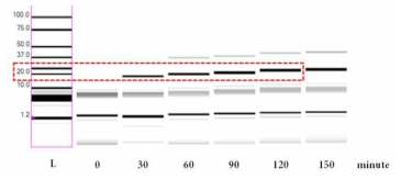 CE로 분석된 Amyloidosis 유도화 HEWL의 시간(분)에 따른 변화 양상 그래프. 새로운 peak가 나타나는 것을 통해 다량체가 생성됨을 확인할 수 있다