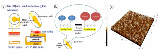 (a)QCM의 기본 구조와 원리, (b)이번 연구의 실험 계획, 현재 HEWL의 Monomer를 QCM 전극에 붙이는 과정까지 진행되었다. (C) SAMs가 생성된 QCM - Au electrode의 AFM(atomic force microscopy)